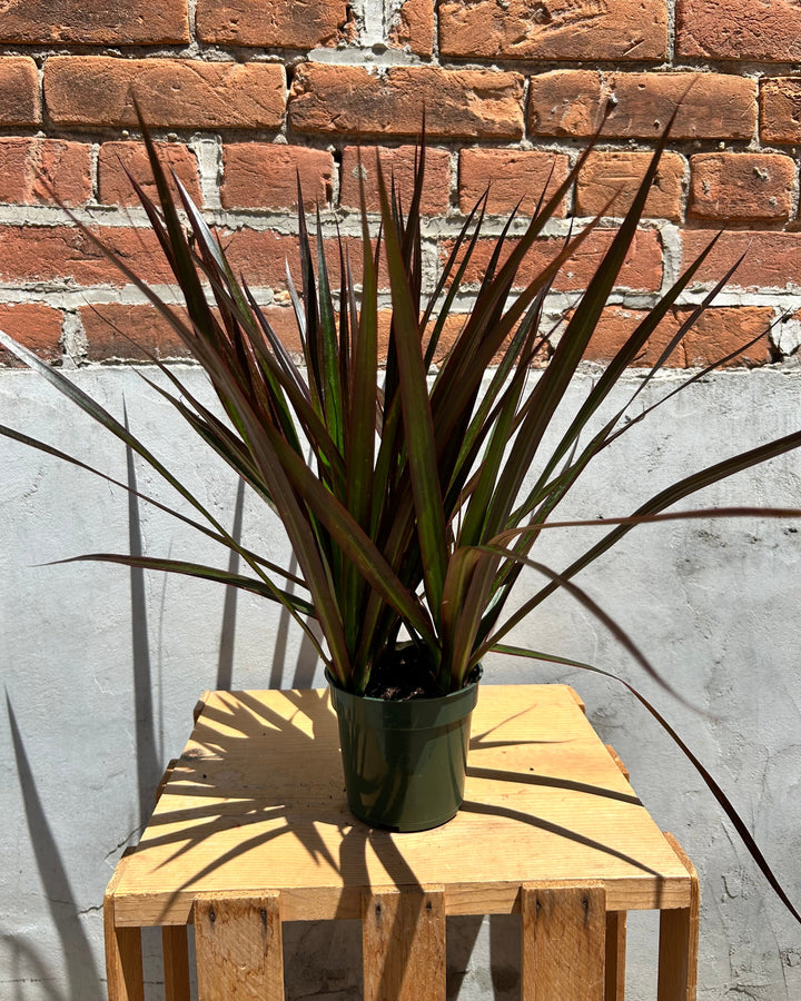 Assorted 4" Indoor House Plants