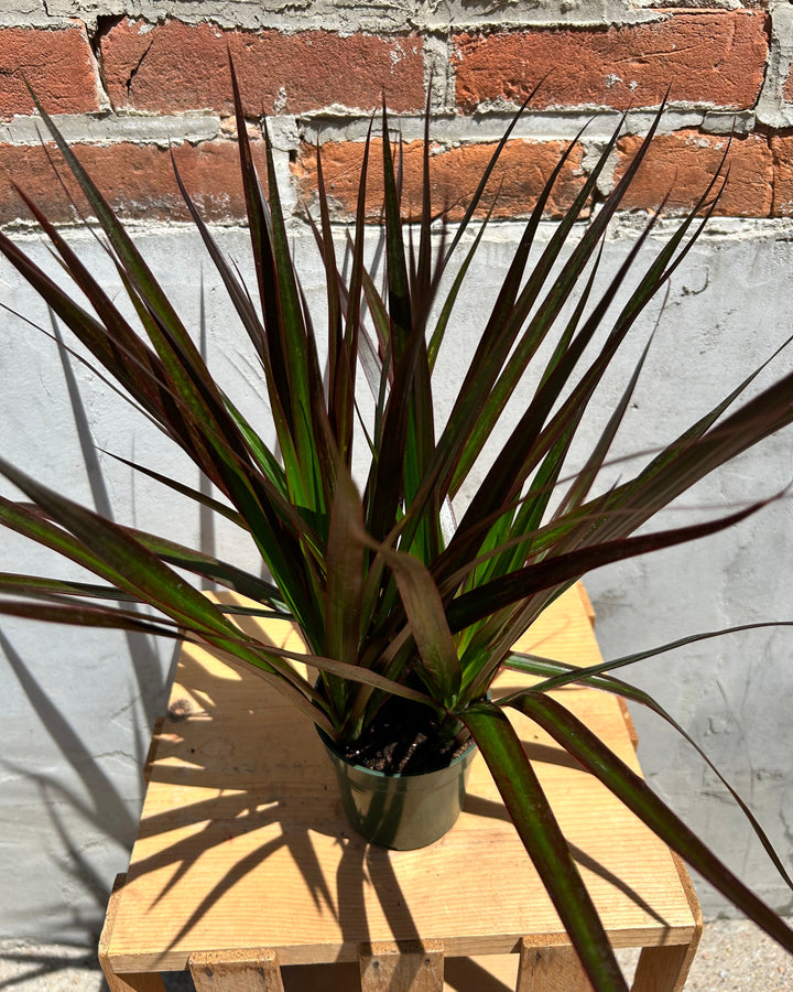 Assorted 4" Indoor House Plants