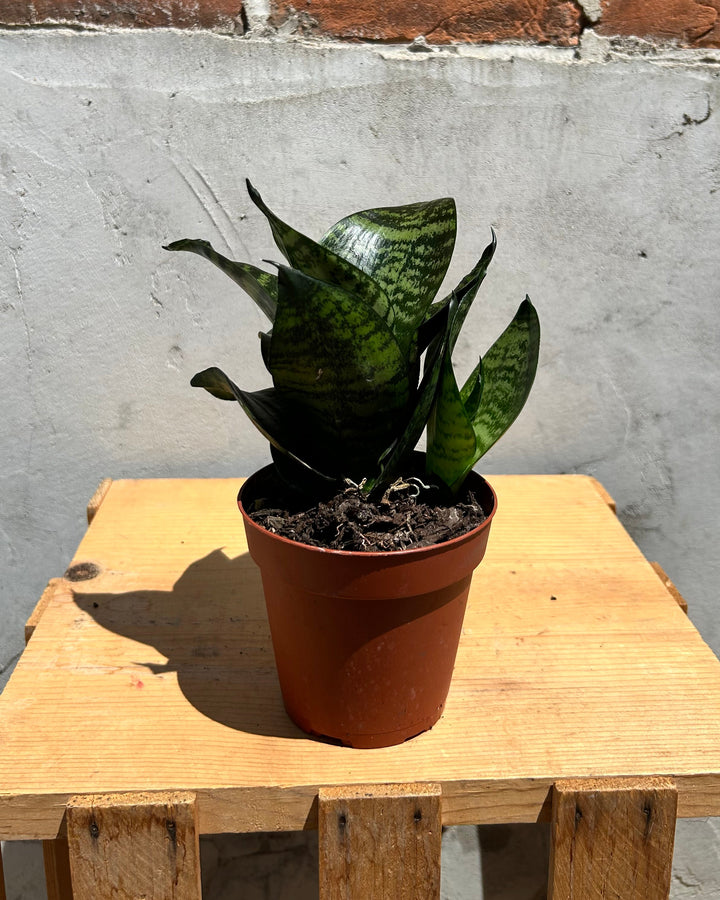 Assorted 4" Indoor House Plants