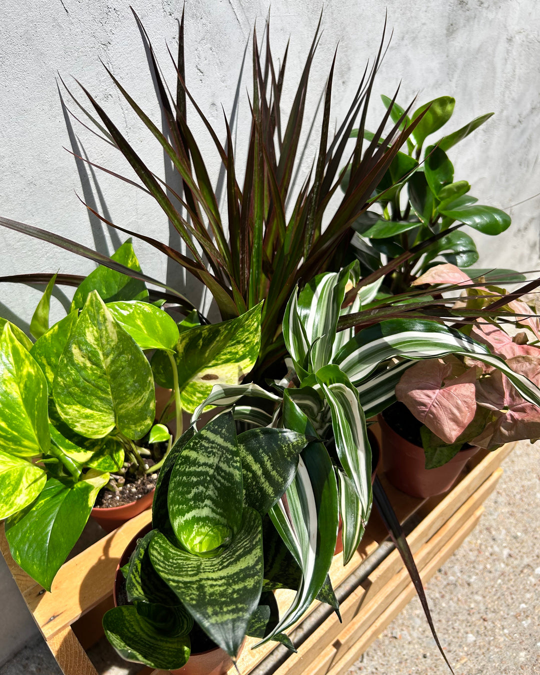 good household plants Assorted 4