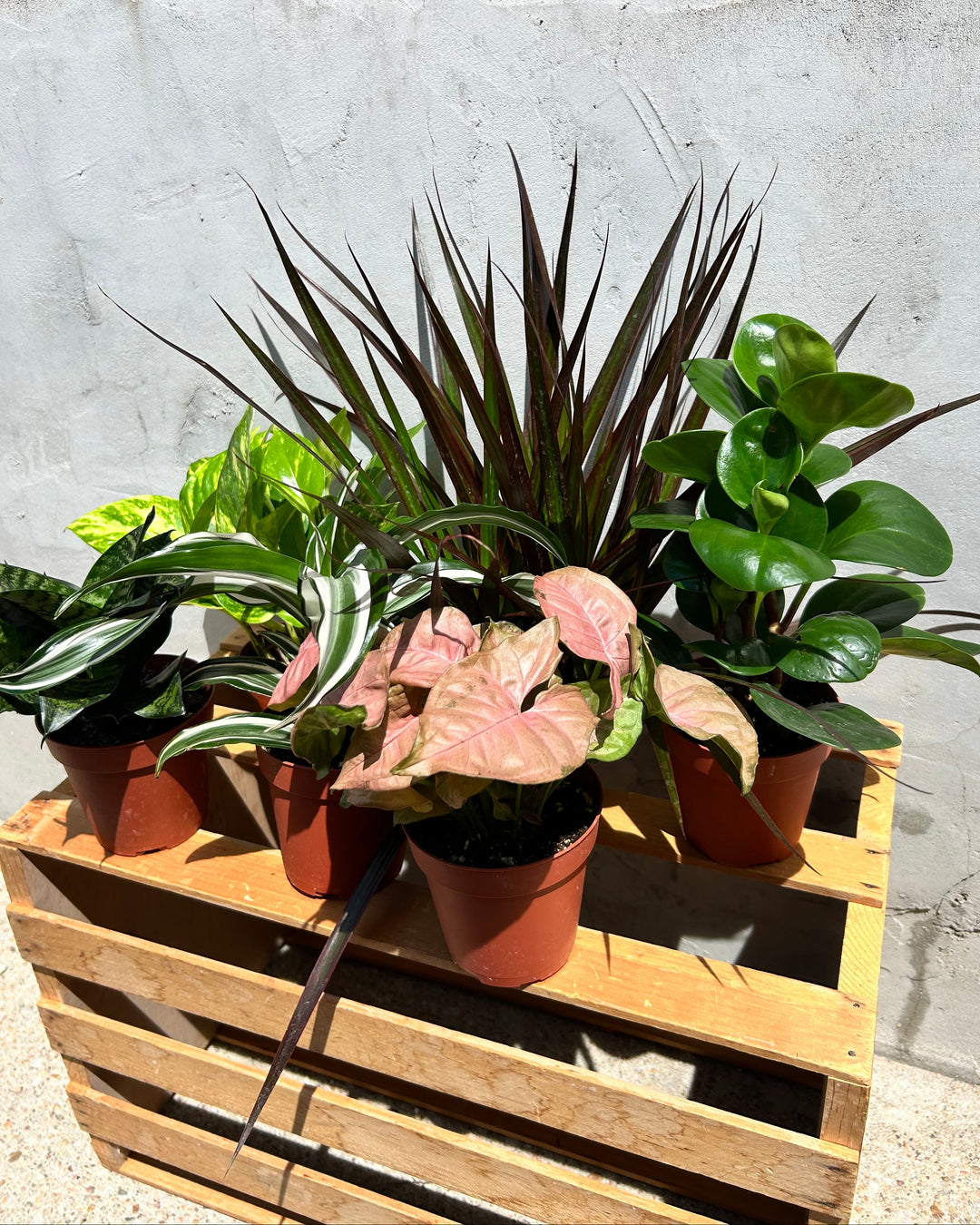 potted house plants for sale Assorted 4" Indoor House Plants