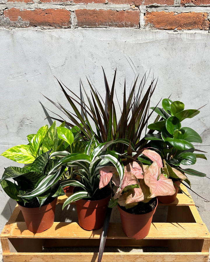 Assorted 4" Indoor House Plants