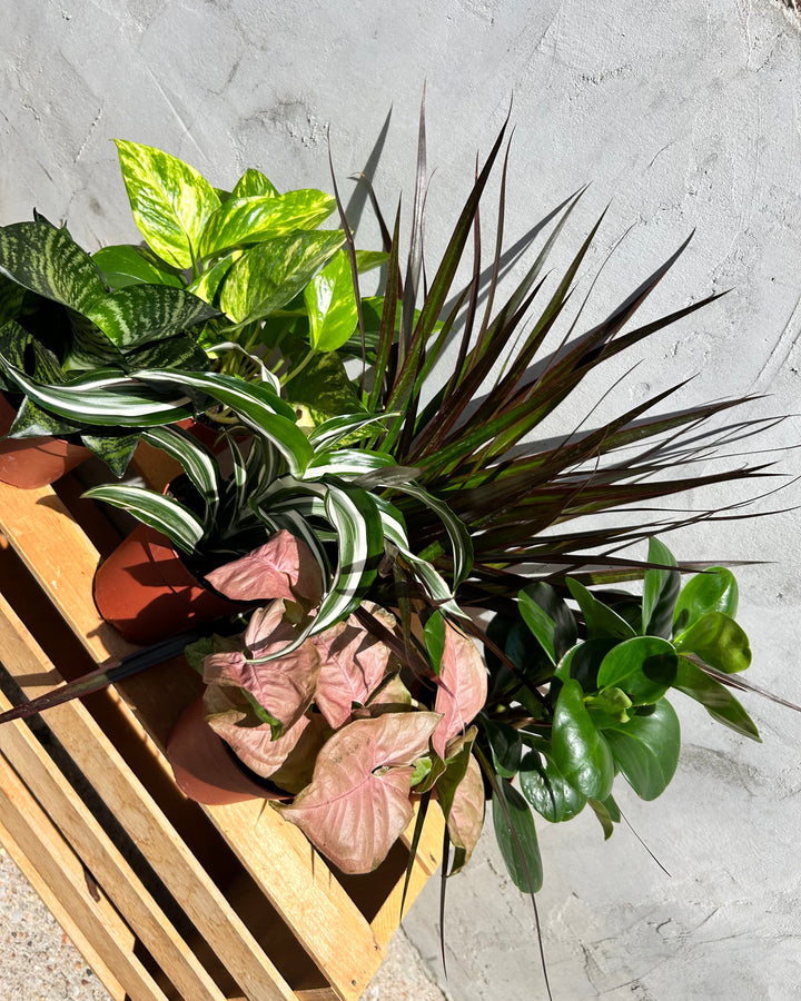 Assorted 4" Indoor House Plants