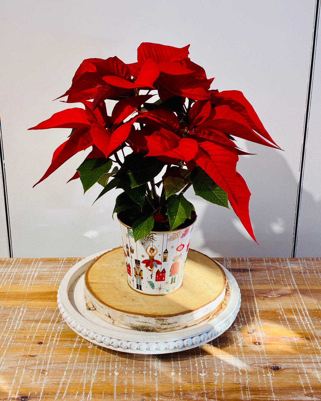 Red Poinsettia