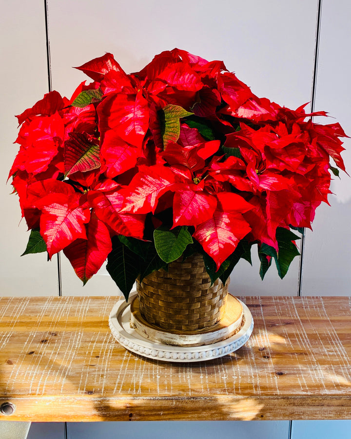 Red Poinsettia