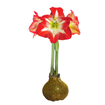 Waxed Amaryllis Bulbs