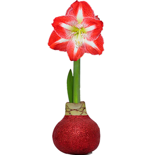 Waxed Amaryllis Bulbs