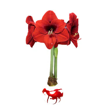 Waxed Amaryllis Bulbs