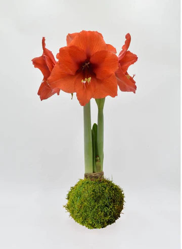 Waxed Amaryllis Bulbs