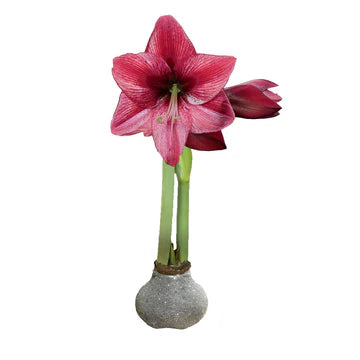 Waxed Amaryllis Bulbs