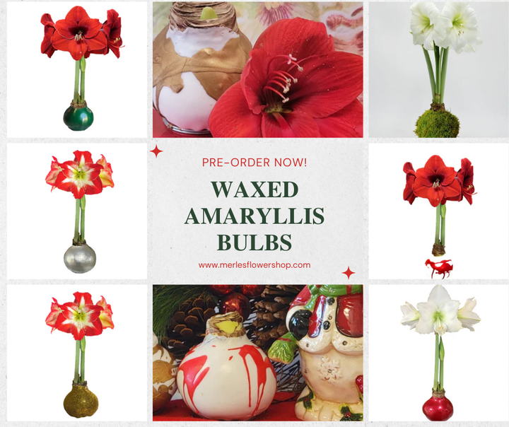Waxed Amaryllis Bulbs