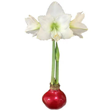 Waxed Amaryllis Bulbs