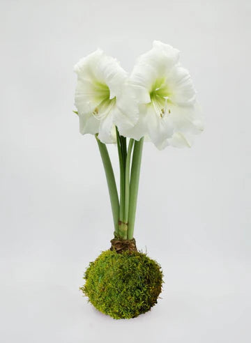 Waxed Amaryllis Bulbs